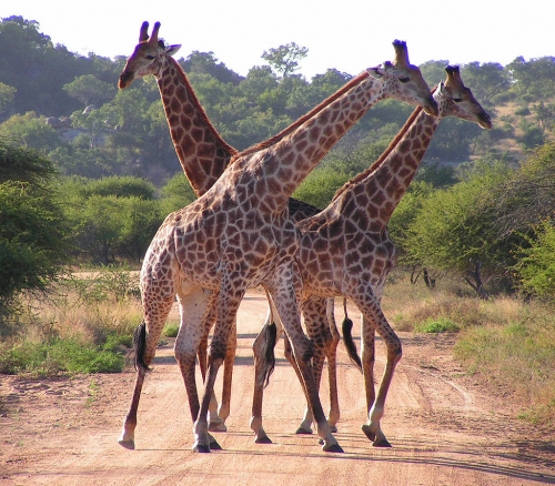 South African giraffes