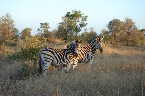 zebra