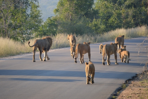 Lions