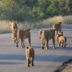Lions