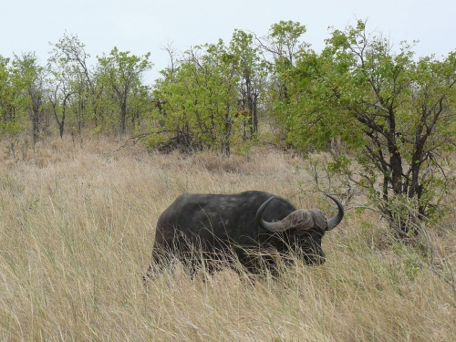 grassland